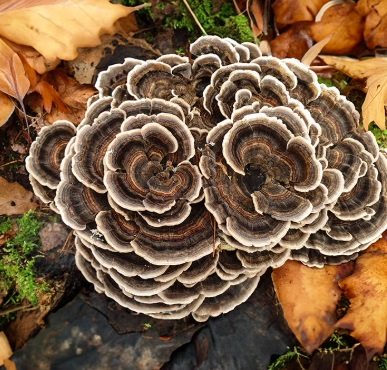 Turkey Tail Capsules